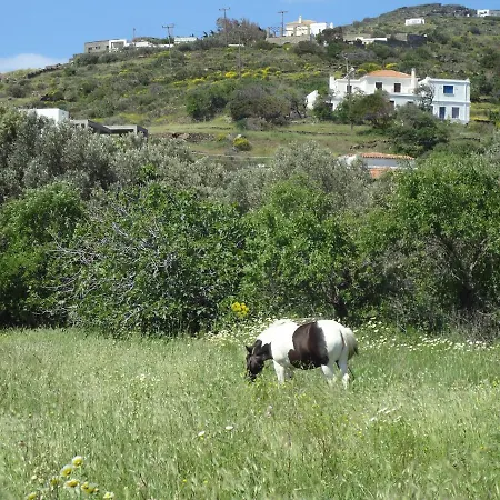 Eleni's Rodia.